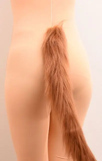 尾巴